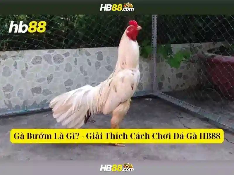 Hỗ trợ khách hàng HB88