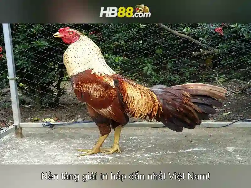 Hướng Dẫn Tải App
